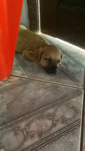 Doação cachorro filhote