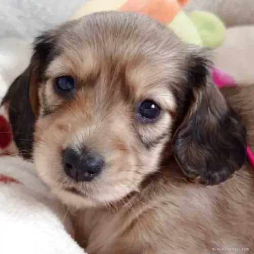 Bebeuzinho pelo sedoso: Teckel/Dachshund/Salsicha/Salsichinha/Basset/Cofap - Pelo longo