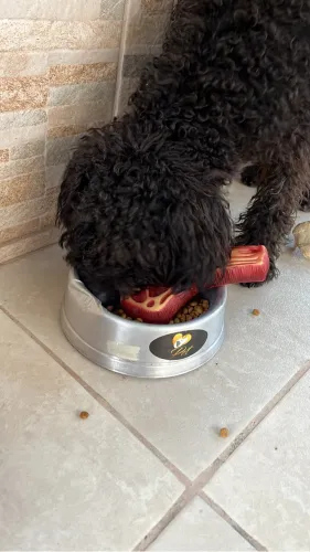 Doa-se cachorrinho poodle 