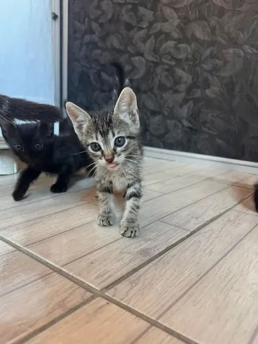 gatos