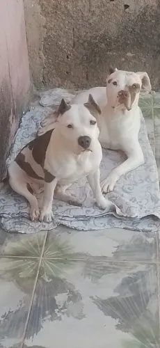 Filhotes de pit bull puro 