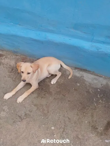 Adoção
