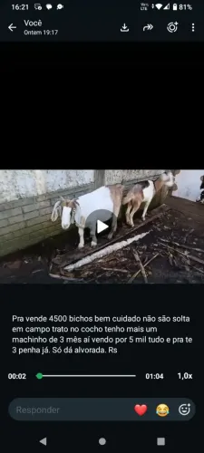 Cabritas bem cuidadas vendo todas