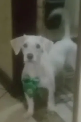Adoção responsável