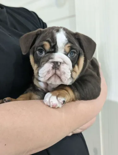 Bulldog Inglês,Bulldog Inglês Filhote Dócil e Amoroso com Acompanhamento Veterinário