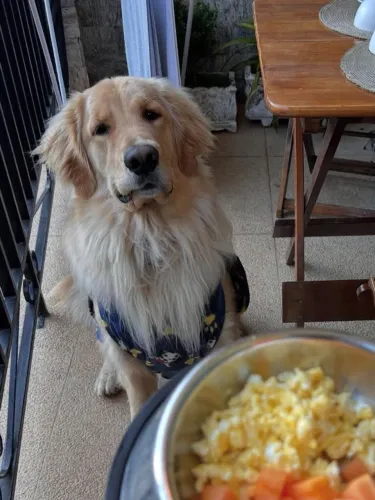 Cachorro