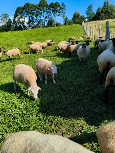 Ovelhas Mestiça Texel e Suffolk 