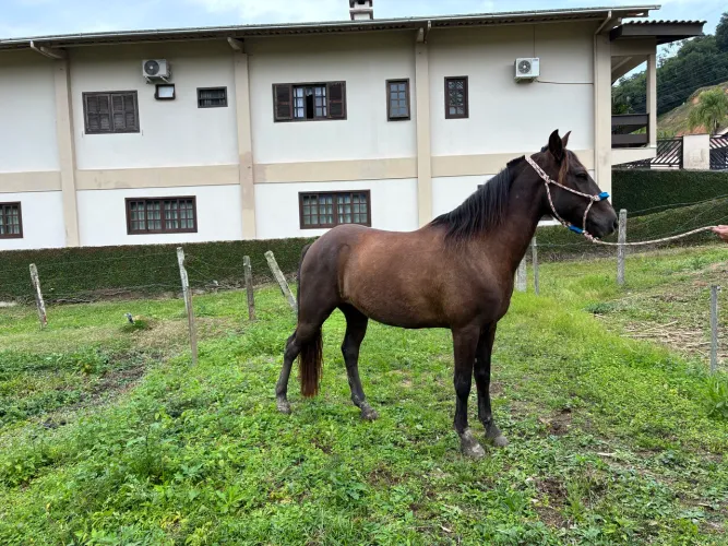 Vendo cavalo mangalarga marchador 