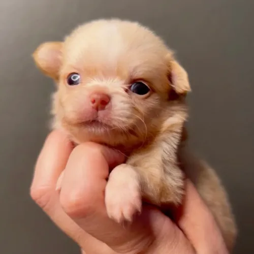 Filhote de Chihuahua macho pelo longo creme