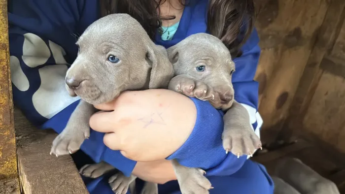 Filhotes de Weimaraner 