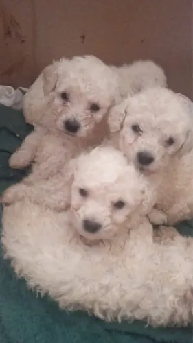 Poodle macho em até 12 x cartão 