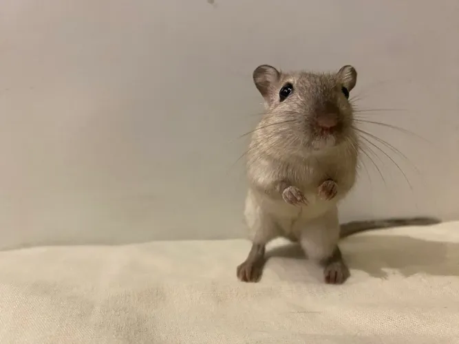 Dupla de gerbil fêmea