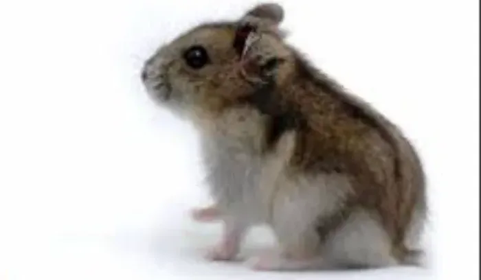 Hamster Chinês 