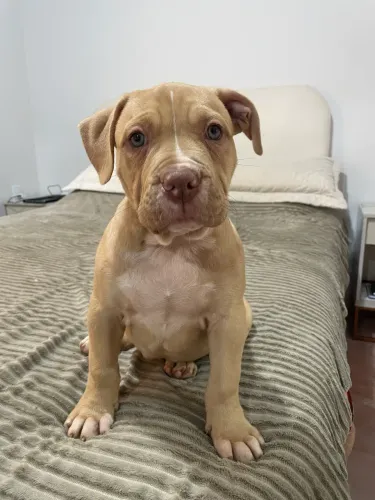 FILHOTE DE PIT MONSTER | AMERICAN BULLY| BRAZILIAN BULL