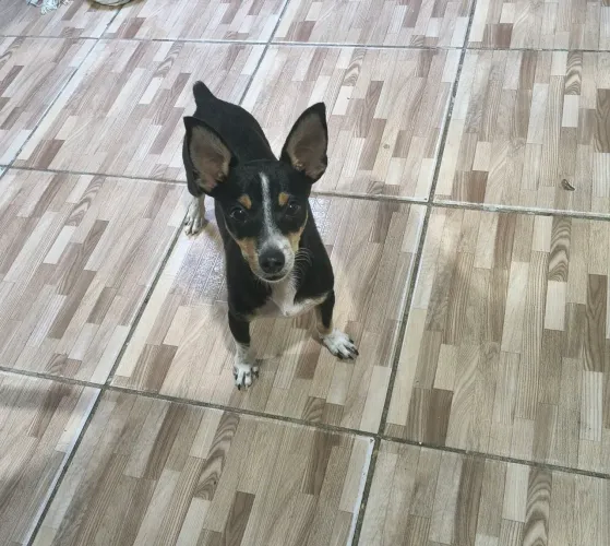 Pinscher macho tricolor N 1 