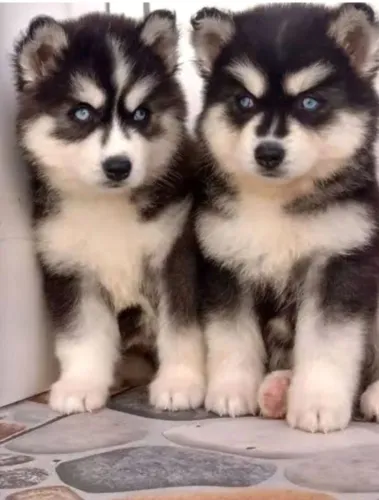 Husky siberiano registrados com PEDIGREE já vacinados e vermífugados 3 vezes