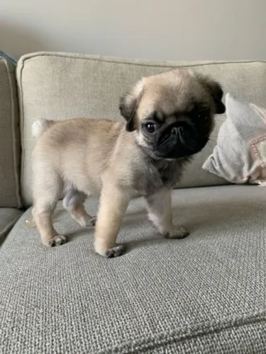 Pug Um novo começo cheio de carinho