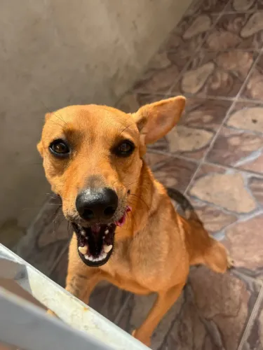 DOAÇÃO VIRA LATA COM AMOR