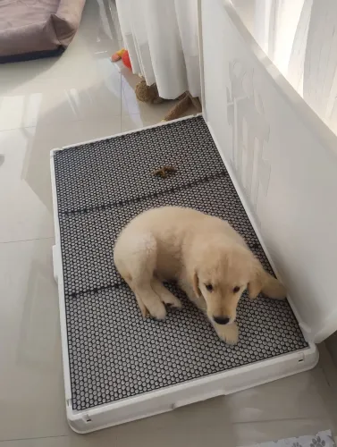 Adestrador smart : adestramento de cães*