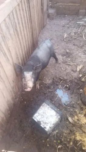 vendo leitoa