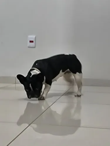 Bulldog francês