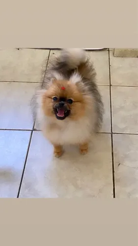 Spitz alemão Lulu da Pomerania