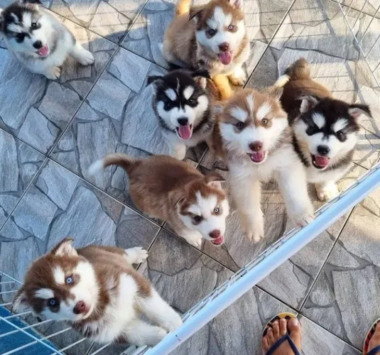 Husky Siberiano- seu amigo é sempre seu companheiro
