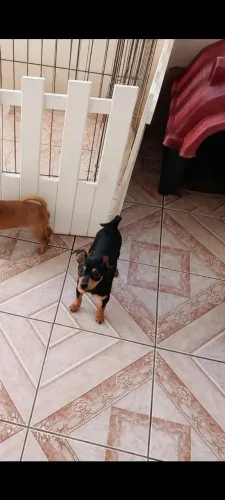 Pincher