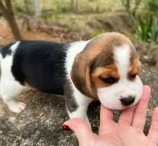 Beagle Mini Filhotes Excelente Para Crianças.