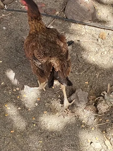 Galinhas de quintal 06 já está tudo botando ovos 