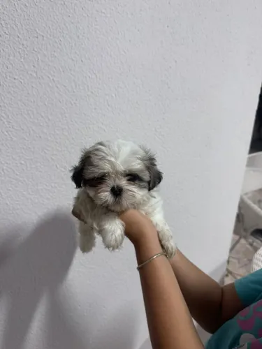 FILHOTE DE SHIH TZU (FÊMEA)100% PURO À VENDA!