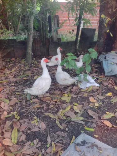 Casal de patos brancos com 7 patinhos