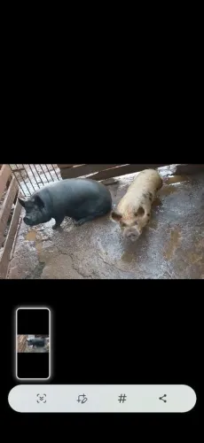 Vendo casal de carunchinho.