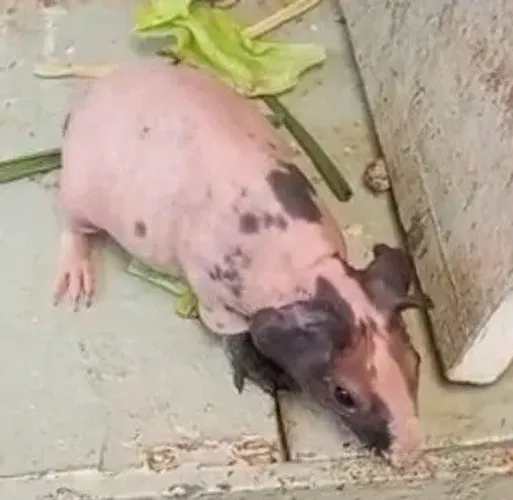 Porquinhos da índia skinny