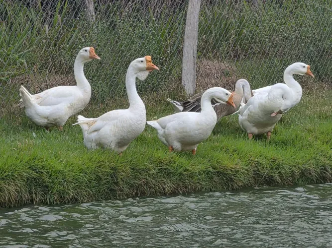 Gansos
