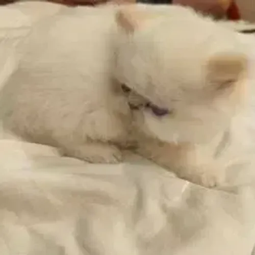 Gato Persa Elegante