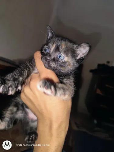 Doação de gatinha