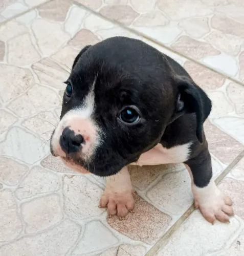 PROMOÇÃO Filhote American Bully POCKET
