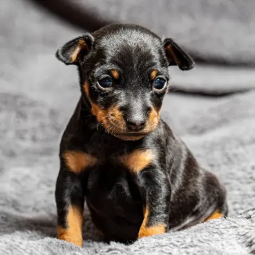 Pinscher 0