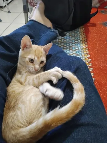 Doa_linda gatinha.