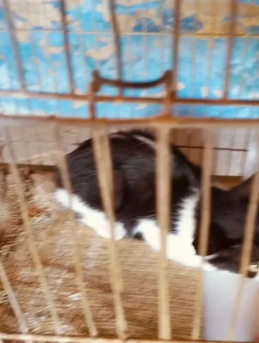 Doação de gato macho