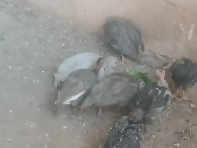 Angolinhas