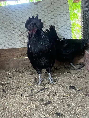 Galo da Indonésia