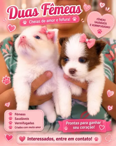 Cachorro spitz