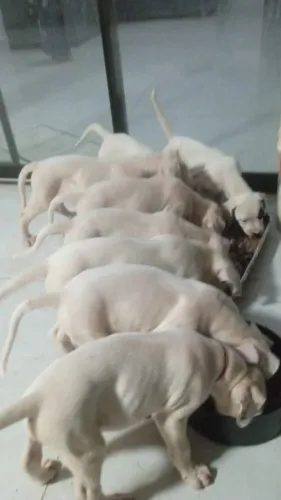 VENDO DOGO ARGENTINO