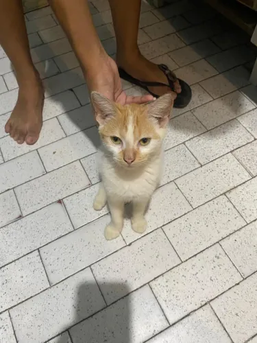 Doação de gato muito dócil 