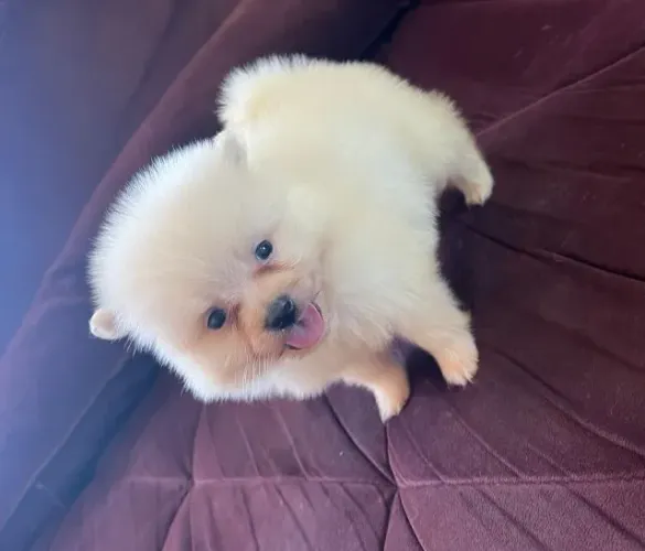 Luluzinho bem fofinho branco e pequenino