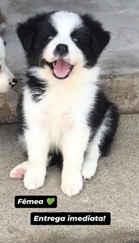 Filhote de Border Collie