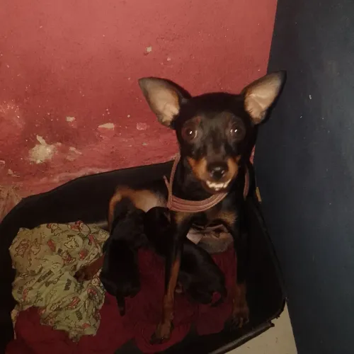 Vende-se um casal de Pincher