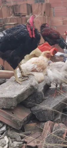 Vendo galo e galinha Bhama sou de Bangu interessado zap *0